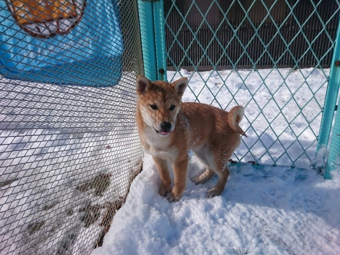 柴犬　販売