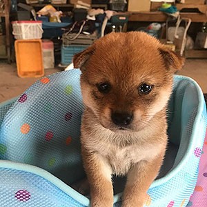 徳島県小松島市 阿部ブリーダー