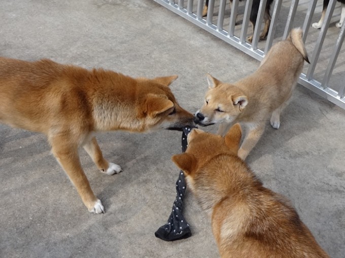 柴犬　販売