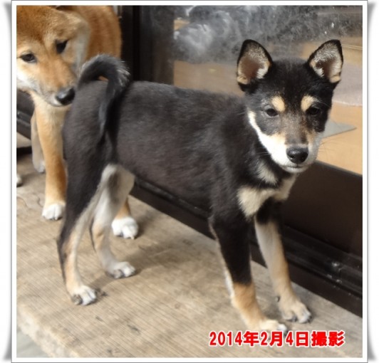 柴犬