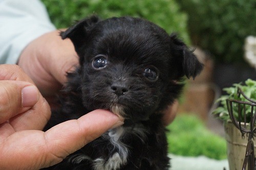 雑種(ミックス・デザイン犬)