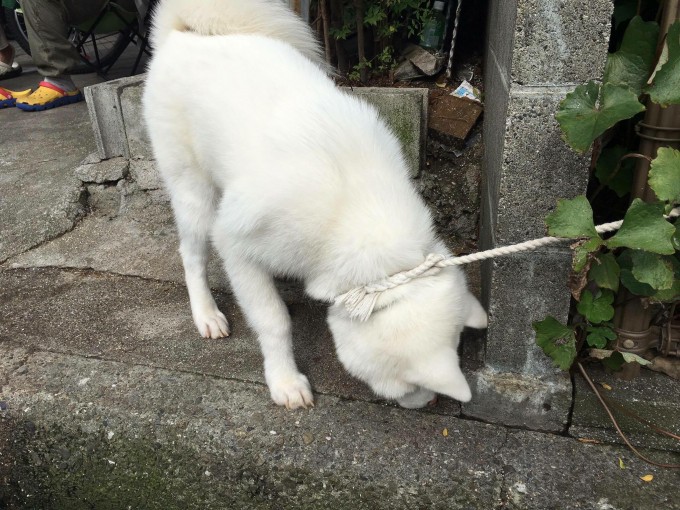 秋田犬　販売