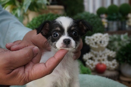 雑種(ミックス・デザイン犬)