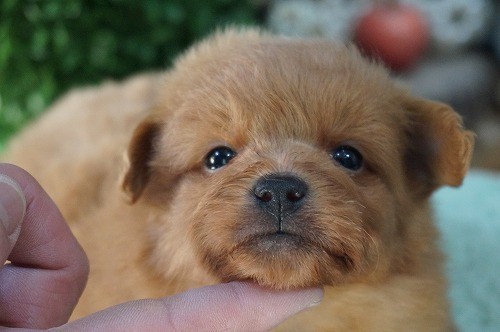 雑種(ミックス・デザイン犬)