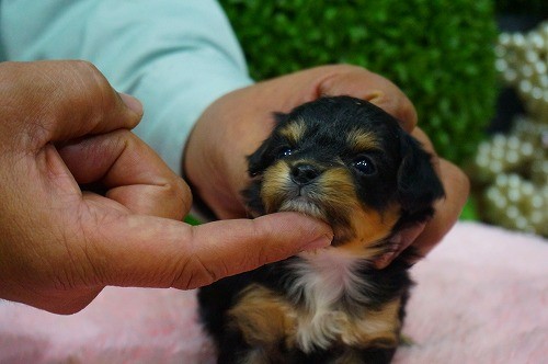 雑種(ミックス・デザイン犬)　販売