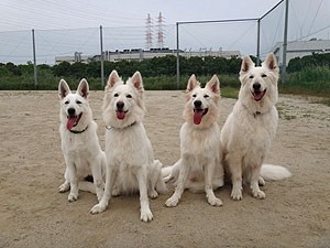 愛知県碧南市 柳田ブリーダー